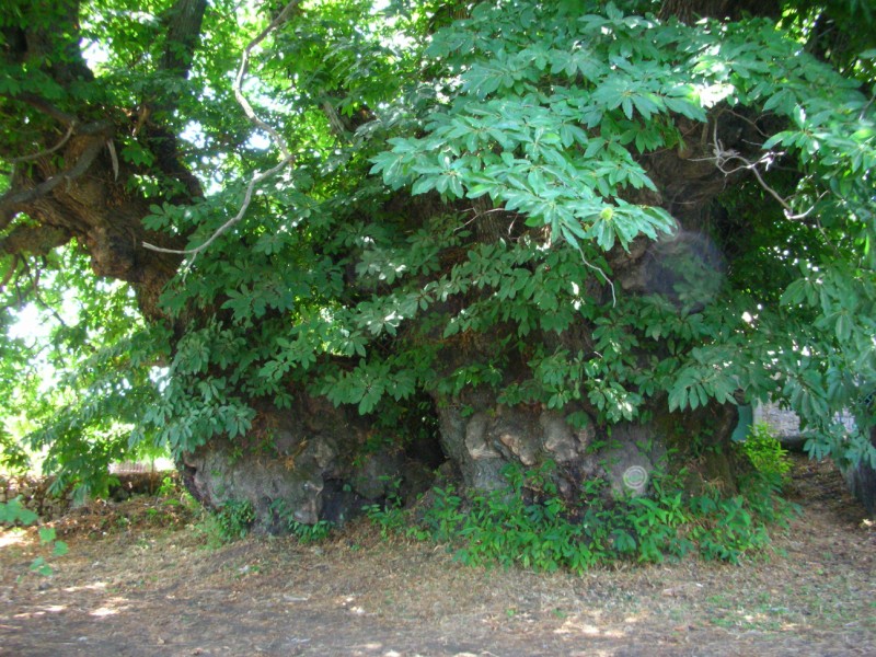 Castagni Sicilia
